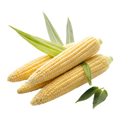 corn on a white background