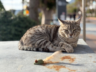 Tabby cat resting. High quality photo