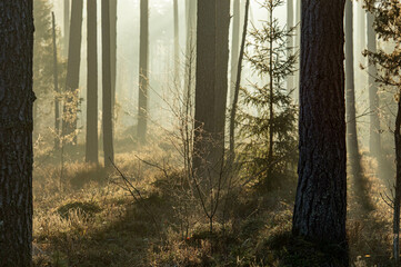 misty morning in the forest