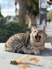 Tabby cat resting. High quality photo