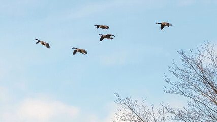 A flock of Canadian geese taking a migration trip in autumn.