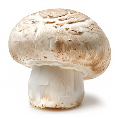 mushrooms isolated on white