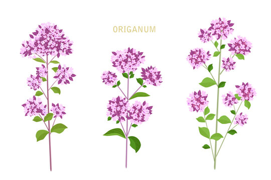 collection of origanum blooming herbs. set of oregano flowers with stems and leaves