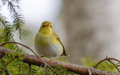 Fototapeta premium Wood Warbler