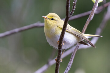 Wood Warbler