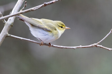 Wood Warbler