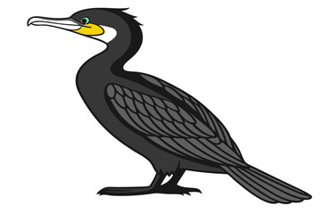 Obraz premium Realistic Cormorant Vector Illustration