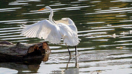 An egret stays by water to wait for prey.