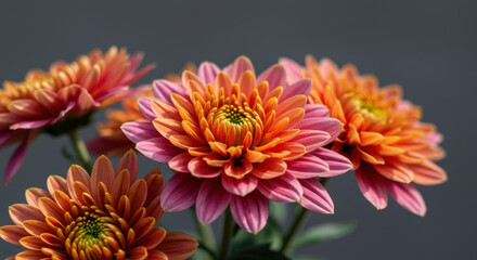 Fototapeta premium Vibrant Chrysanthemums: A Burst of Pink & Orange Floral Beauty - Exquisite Blossom Details & Captivating Botanical Photography