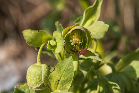 stamens in the flower of a stinking hellebore in early springtime