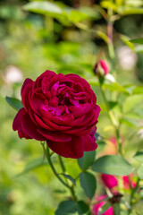 Blossom red rose flower macro photography on a sunny summer day. Garden rose with scarlet petals close-up photo in the summertime. Scarlet rosa floral background.	
