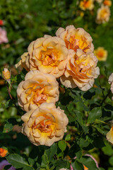 Blooming beige rose flower macro photography on a sunny summer day. Garden rose with beige petals close-up photo in the summertime. Tender rosa floral background.