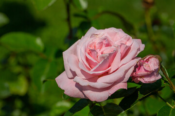 Blooming pink rose flower macro photography on a sunny summer day. Garden rose with pink petals close-up photo in the summertime. Tender rosa floral background.	
