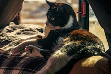 Cat lounging by a sunlit window