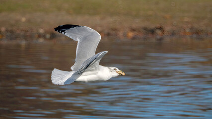 Seagull flying over the calm lake.