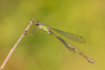 Detail closeup of a western willow emerald damselfly Chalcolestes viridis