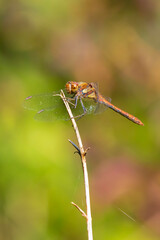 Common Darter Sympetrum striolatum male