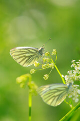 Green-veined white butterfly, Pieris napi, resting in a meadow foraging