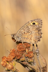 Fototapeta premium False Grayling, Arethusana arethusa, butterfly resting in vegetation