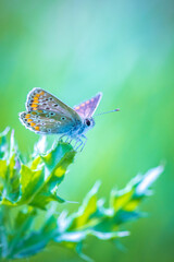  Brown Argus butterfly, Aricia agestis, open wings