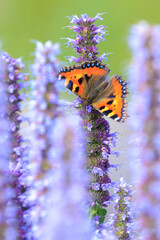 Aglais urticae small tortoiseshell butterfly isolated by nature