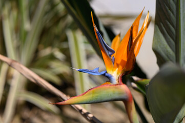 Vibrant bird of paradise flower captured in a tropical garden during midday light