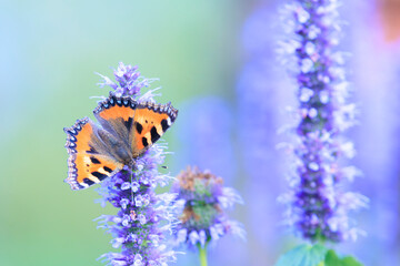 Obraz premium Aglais urticae small tortoiseshell butterfly isolated by nature