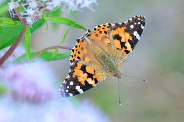 Painted Lady butterfly, Vanessa Cardui, feeding