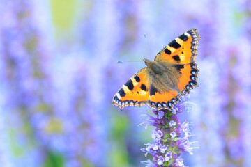 Aglais urticae small tortoiseshell butterfly isolated by nature