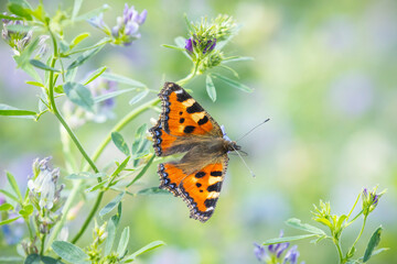 Aglais urticae small tortoiseshell butterfly isolated by nature