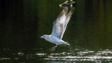 Seagull flying over the calm lake.