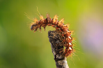 Closeup of a caterpillar or larva of a Acronicta rumicis, the knot grass moth