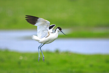 Pied Avocet, Recurvirostra avosetta, mating