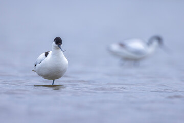Pied Avocet Recurvirostra avosetta wader bird