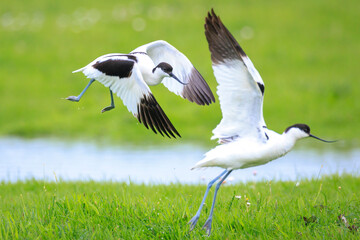 Pied Avocet, Recurvirostra avosetta, mating