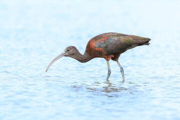 Glossy ibis, Plegadis falcinellus, wader bird in breeding plumage