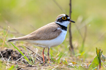 Obraz premium Closeup of a Little ringed plover, Charadrius dubius, foraging