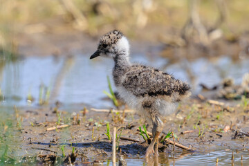 Northern lapwing chick, Vanellus vanellus, wading bird in a meadow