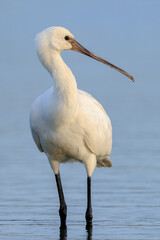 Closeup of a common spoonbill, Platalea leucorodia, foraging