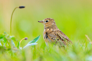 Eurasian skylark bird Alauda arvensis bird in a meadow
