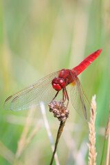 Common scarlet dragonfly, Crocothemis erythraea, resting