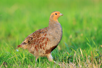 Grey partridge Perdix perdix, foraging