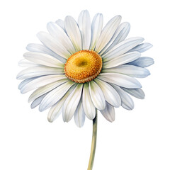 Fototapeta premium Daisy flower isolated on transparent background.PNG FORMAT