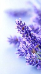 Obraz premium Lavender flowers on blue background Blurry image
