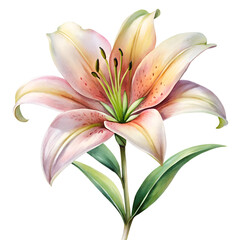 Bouquet of lilies isolated on transparent background
