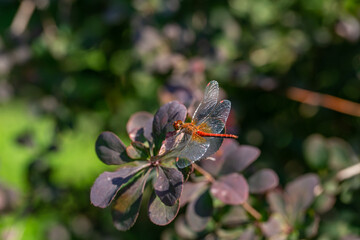 Ruddy darter dragonfly sitting on a branch in a summer day. Dragonfly with big eyes macro photography on a green background.	
