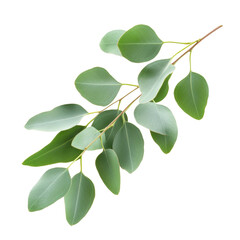 Fresh green eucalyptus leaves arranged on transportation background