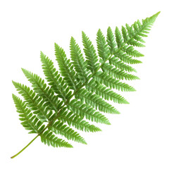 Delicate green fern leaf displaying intricate structure and texture on transportation background