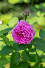 Blooming pink rose flower macro photography on a sunny summer day. Garden rose with pink petals close-up photo in the summertime. Tender rosa floral background.	
