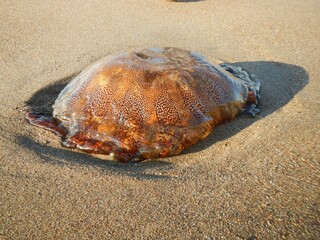 Jellyfish